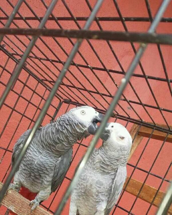 African grey parrots for sale