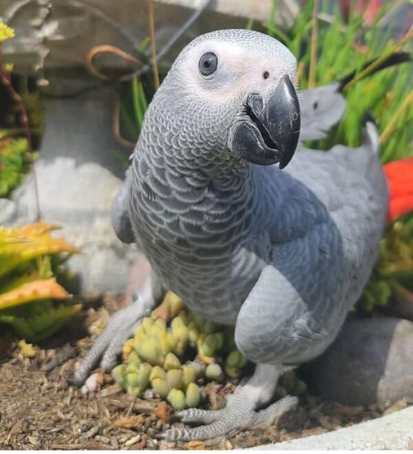 baby African grey parrot for sale