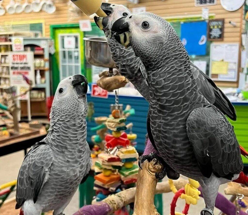 Exotic Parrots for sale