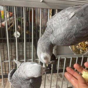 hand-reared-baby-african-grey-talking-parrot