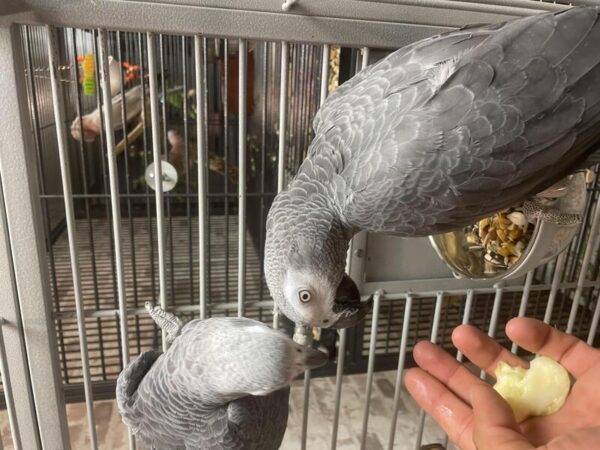 hand-reared-baby-african-grey-talking-parrot