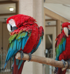 Green wing macaw parrot for sale