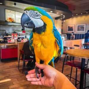 Blue and Gold Macaw parrot for sale