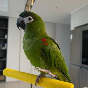 Baby macaw parrot for sale