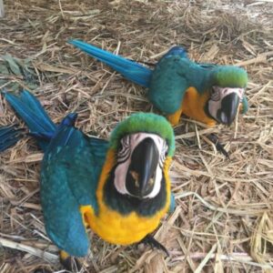 Macaws parrots for sale