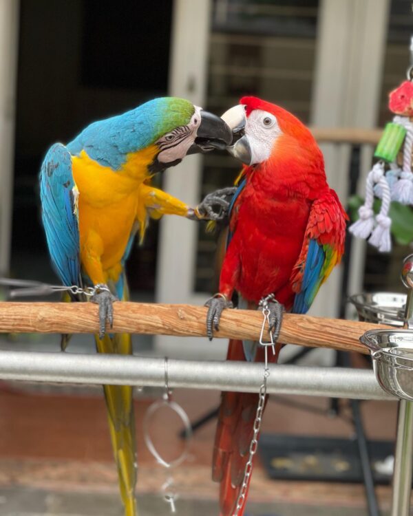 macaw parrots for sale near me, macaw parrot for sale