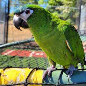 Hahns Macaw Parrot for sale