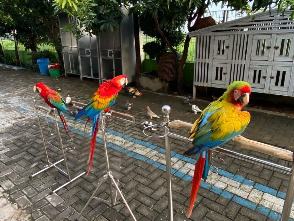 Exotic Parrots Farm