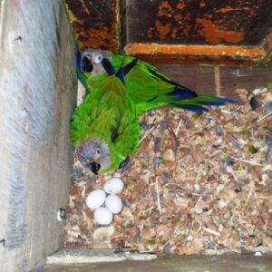 Sun Conure Parrot Eggs for sale