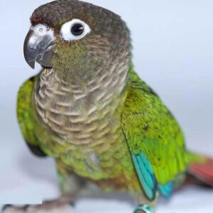 Green Cheek parrots Conure for sale