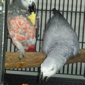 Red Factor African Grey parrots for sale